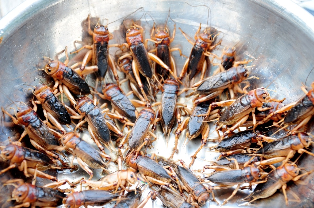 San de com mien tay anh 12