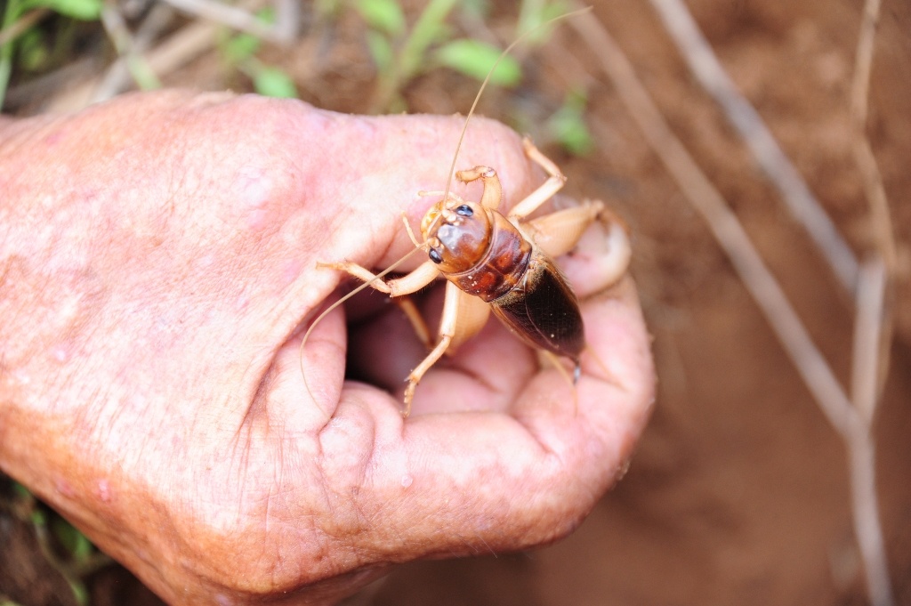 San de com mien tay anh 13