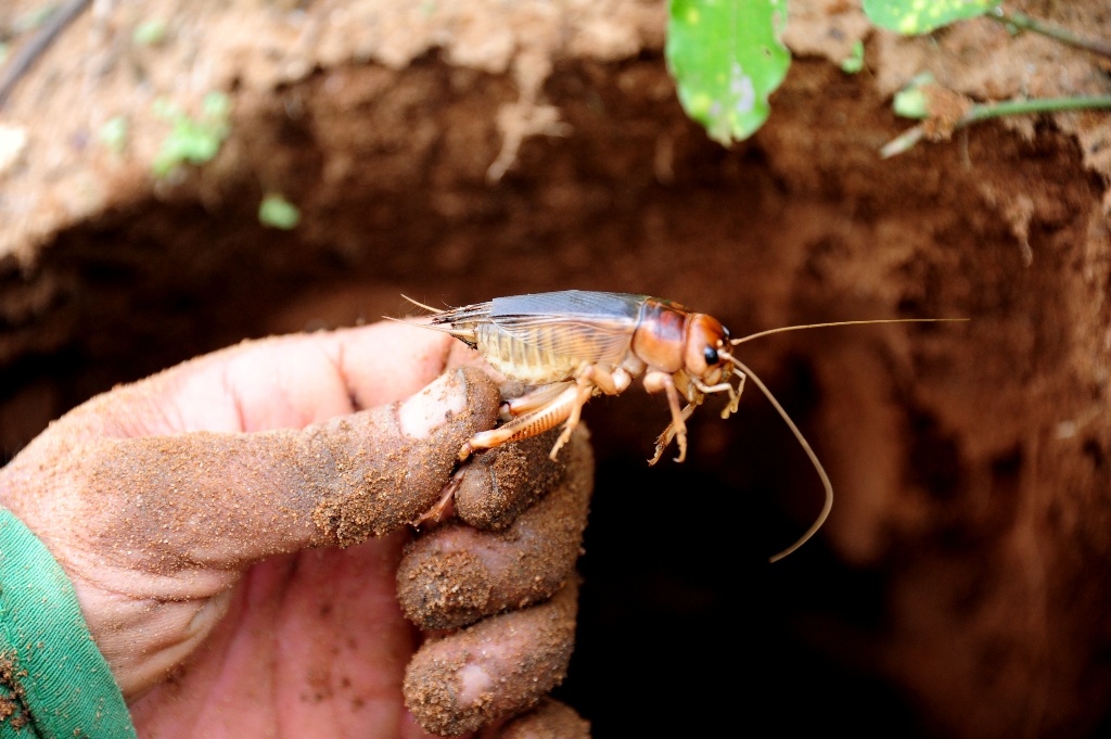 San de com mien tay anh 3