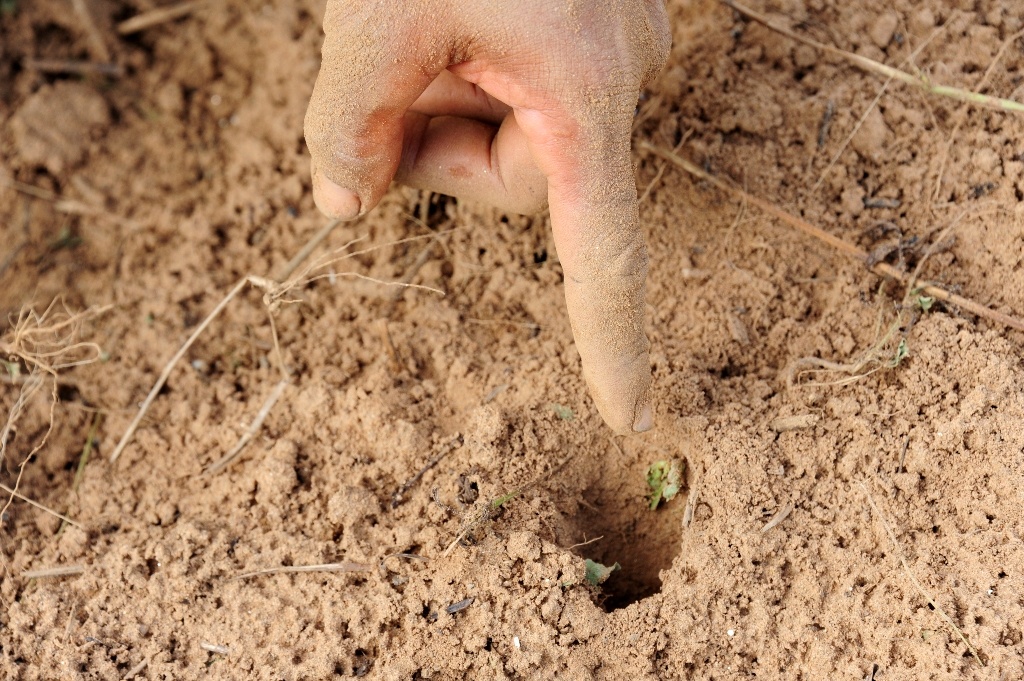 San de com mien tay anh 4