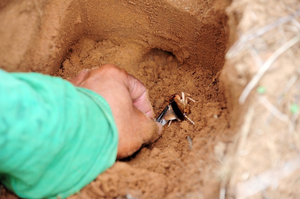 San de com mien tay anh 6