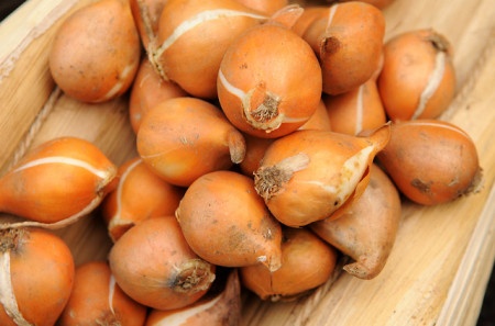 Bong bong cu hoa tulip va ly do nen tranh xa Bitcoin hinh anh