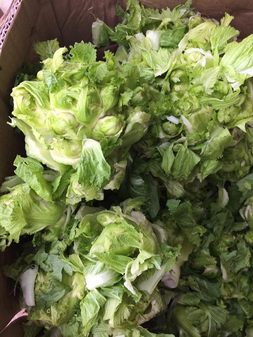 Cai mam da Sapa dat nhu thit anh 3