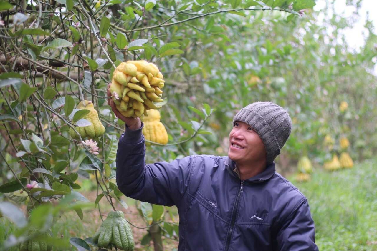 phật thủ đắc sở, phật thủ chưng tết, đắc sở ảnh 1 phat thu dac so, phat thu chung tet, dac so anh 1