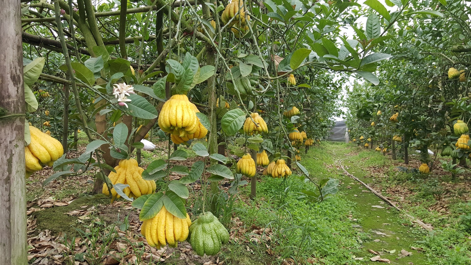 Phat thu chin som, qua dep gia 2 trieu, nguoi trong lo that thu hinh anh