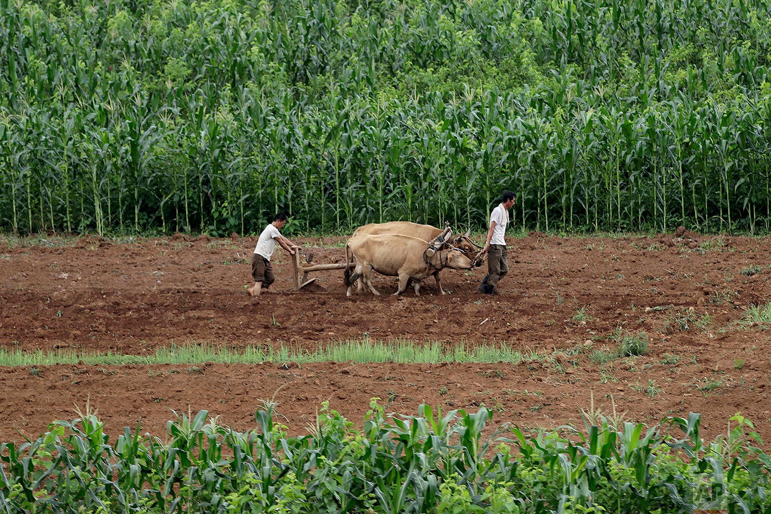 cong nhan Trieu Tien anh 20