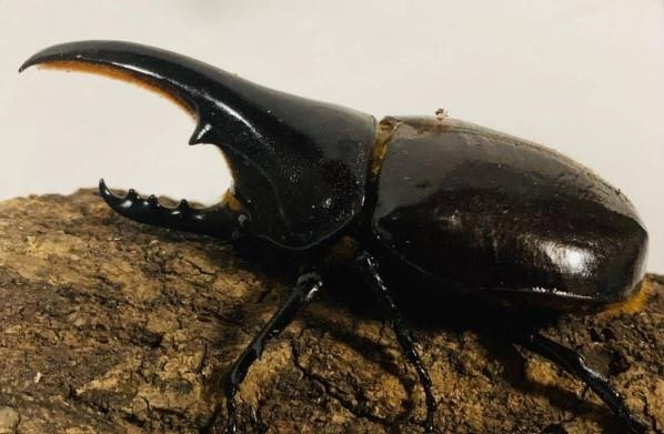 Bo hung ban gia hon 27 trieu dong mot con tai Nhat hinh anh