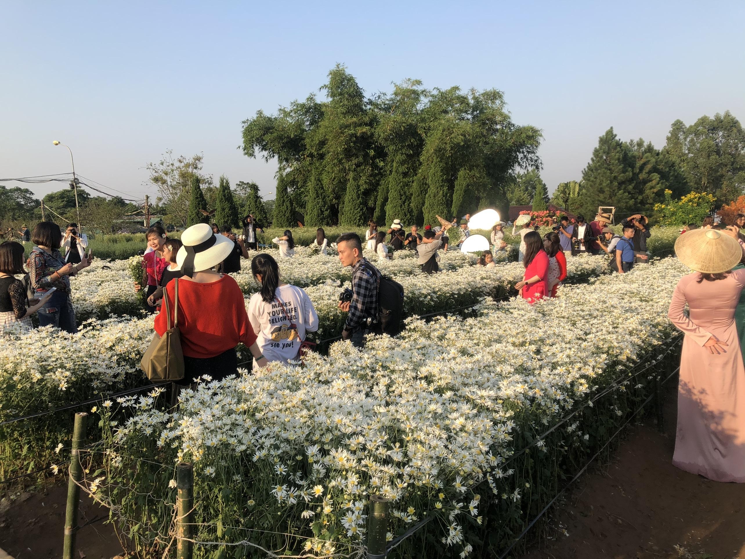 vuon cuc hoa mi chup anh anh 2