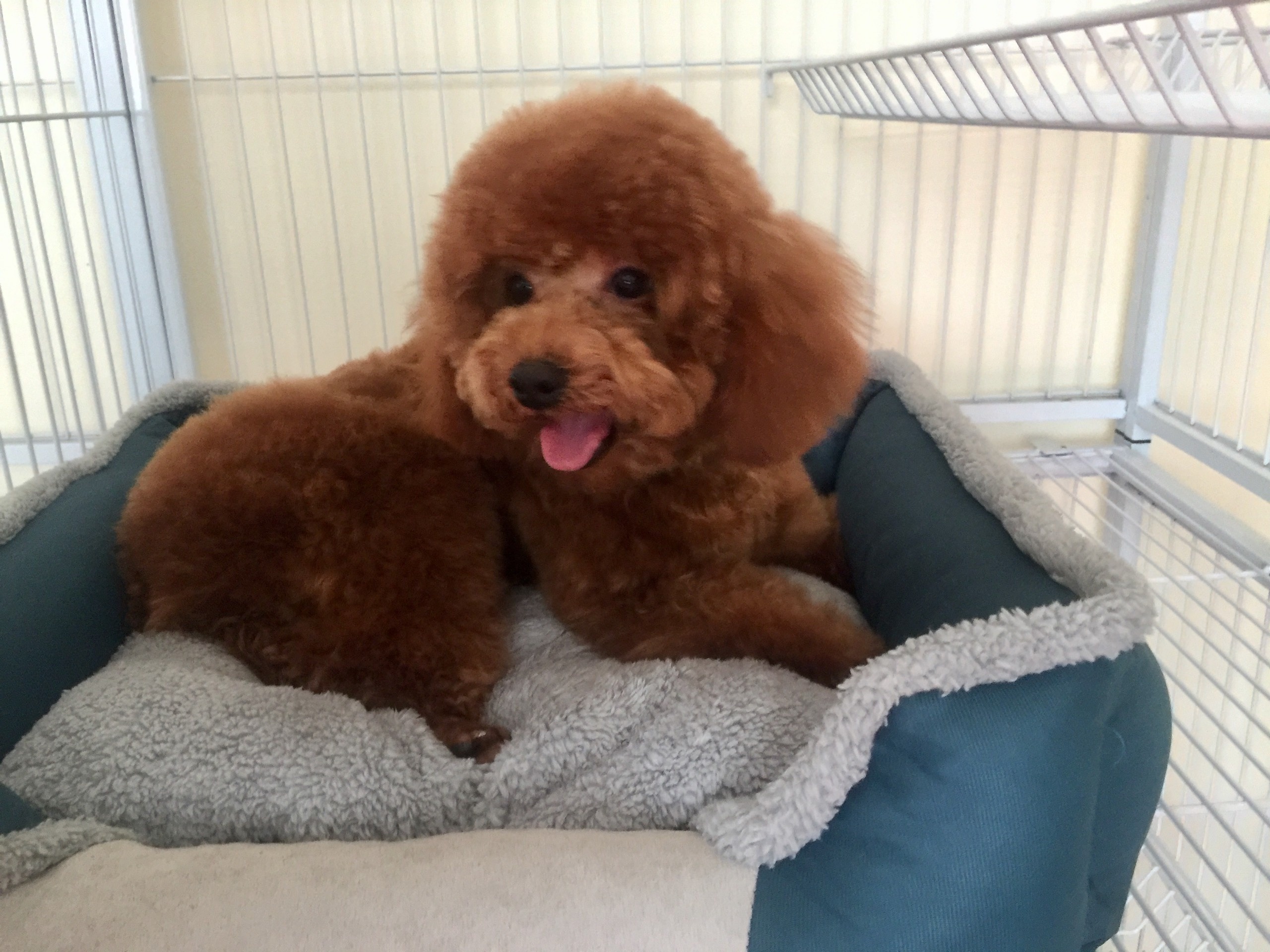 khach san cho cho meo dip tet anh 2