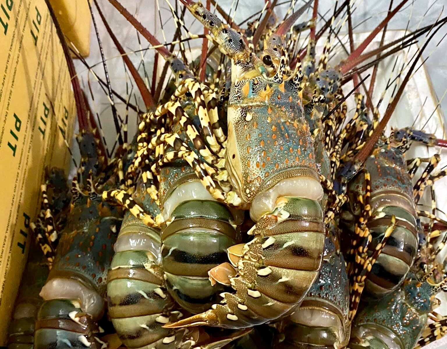 tom hum giai cuu gia re ha noi anh 3