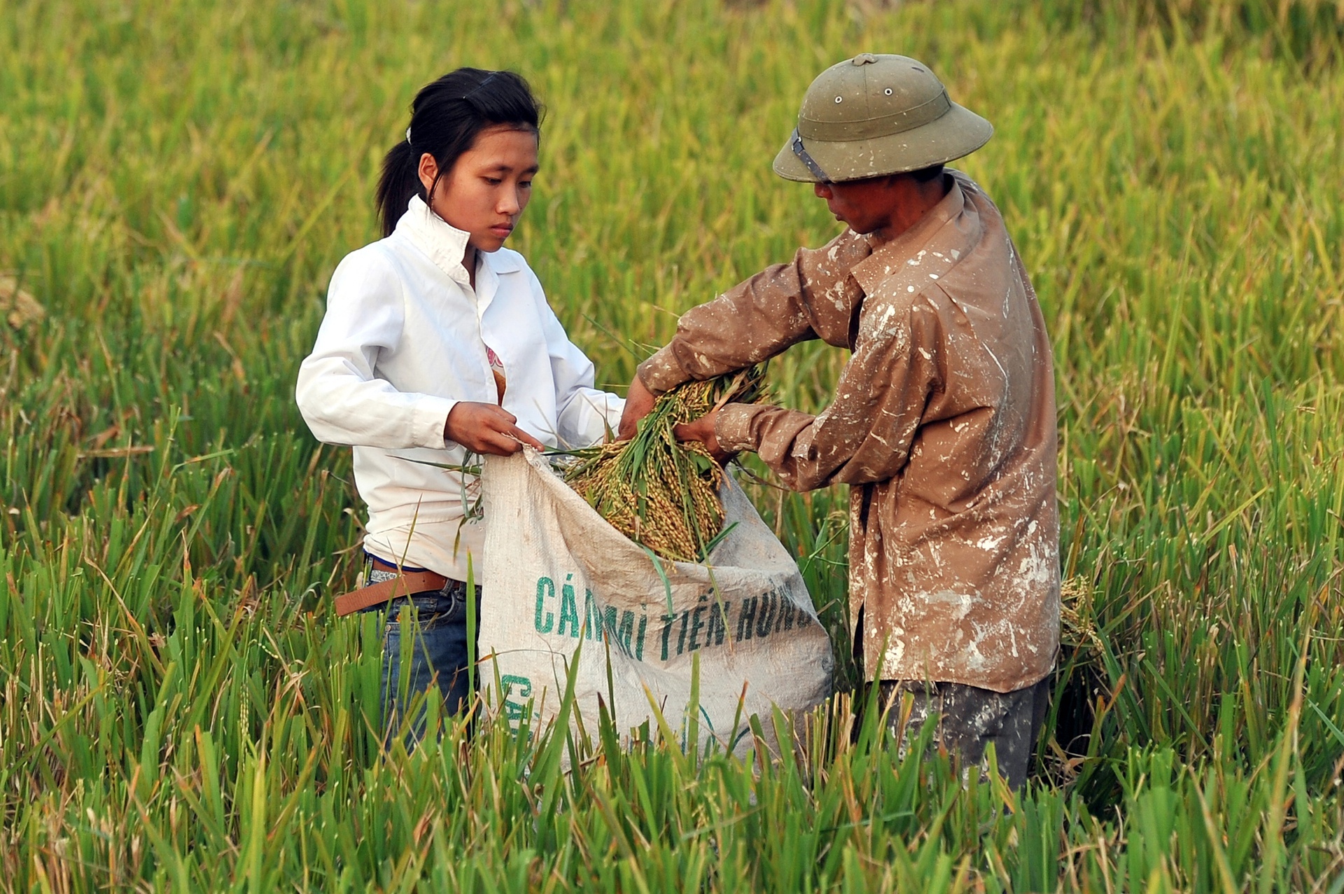 Ban hanh quy dinh chung nhan gao thom xuat sang EU hinh anh