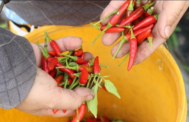 Van ban ve viec Trung Quoc cam nhap khau ot Viet Nam la gia mao hinh anh