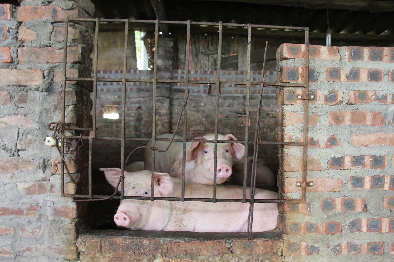 Yeu cau kiem dich lon xuat khau sang Campuchia anh 1