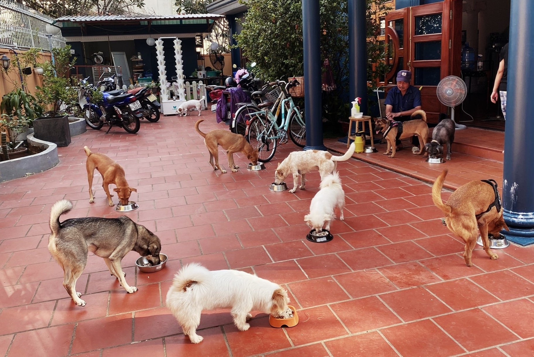 nuoi cho bo roi o TPHCM anh 4