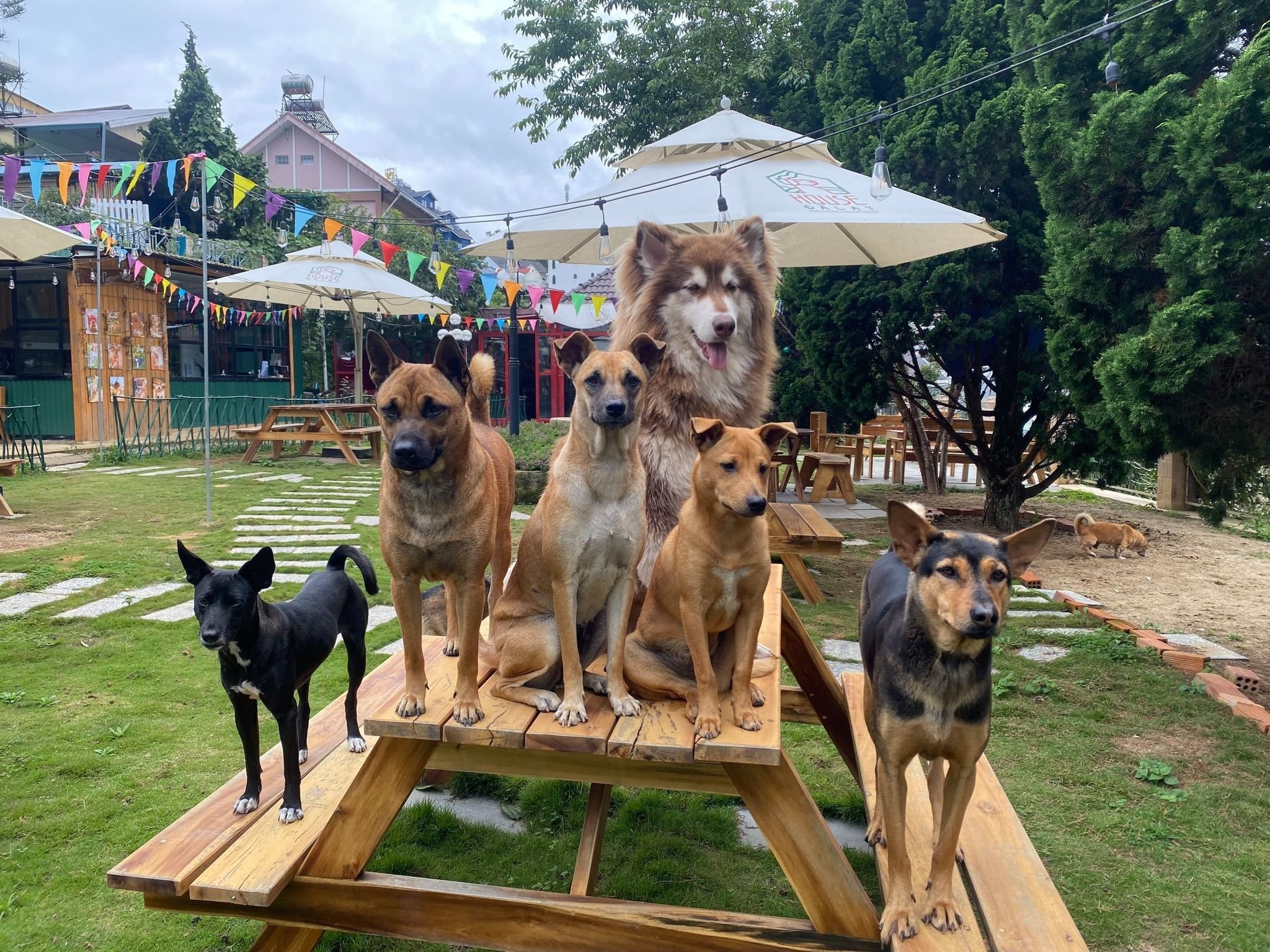 nuoi cho bo roi o TPHCM anh 3