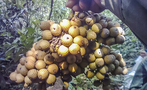 Bo viec dong ang, ru nhau di hai qua may rung hinh anh