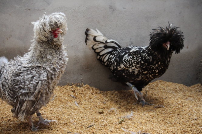 Kiem tien ty tu nuoi ga canh hinh anh