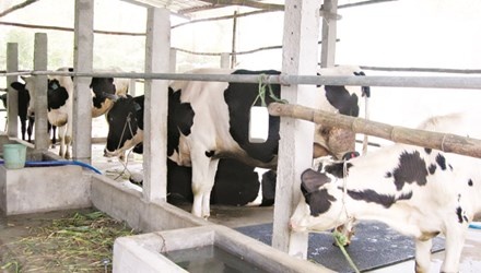 Ba con Khmer ranh nuoi bo sua hinh anh