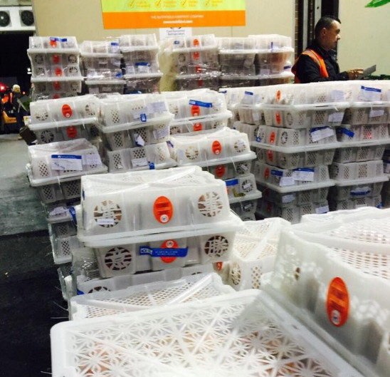 Xuat tren 13 tan vai dau tien sang Uc hinh anh