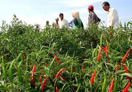 Cay dang vi trong ot cho doanh nghiep hinh anh