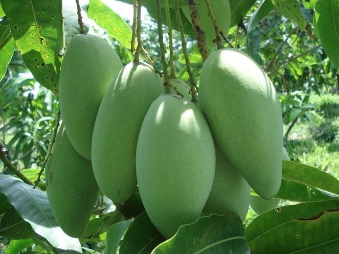 Quang ba nong san Viet o nuoc ngoai hinh anh