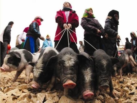 Lợn cắp nách ở chợ phiên Lào Cai. Ảnh: Baogiaothong.