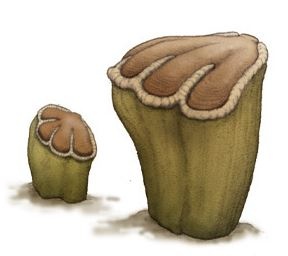 70 trieu nam truoc, mot ngay khong du 24h hinh anh