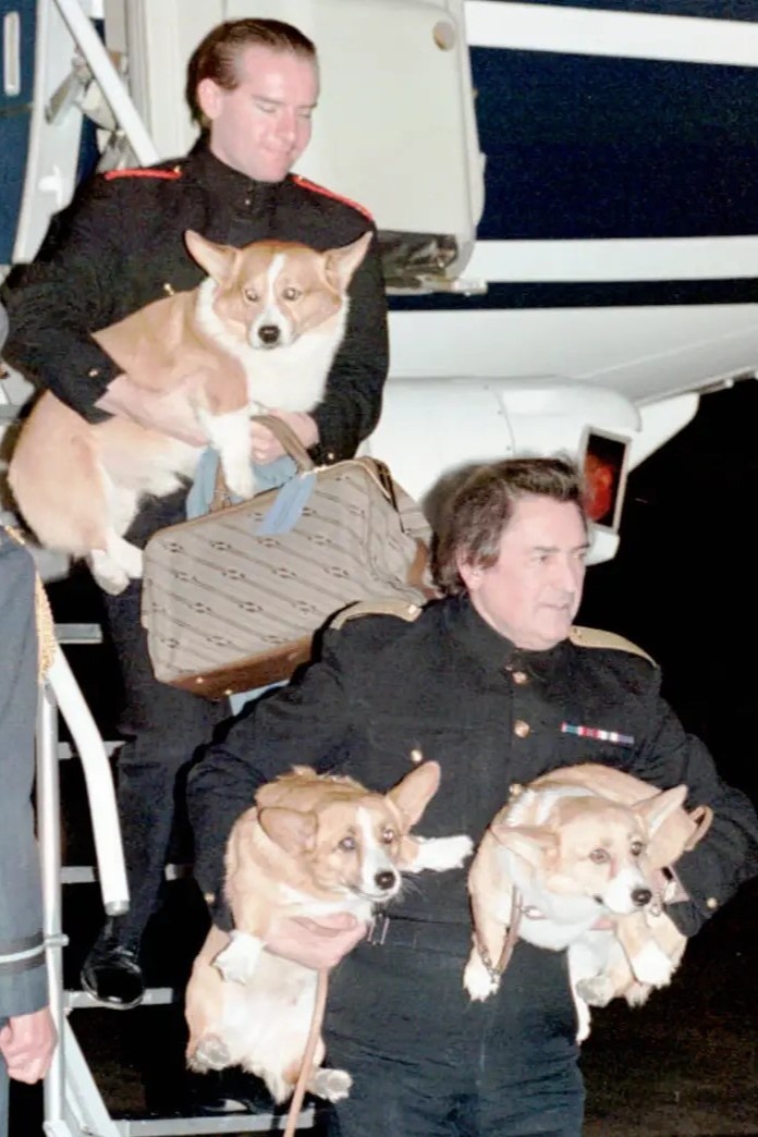 đàn corgi của nữ hoàng ảnh 6 dan corgi cua nu hoang anh 6