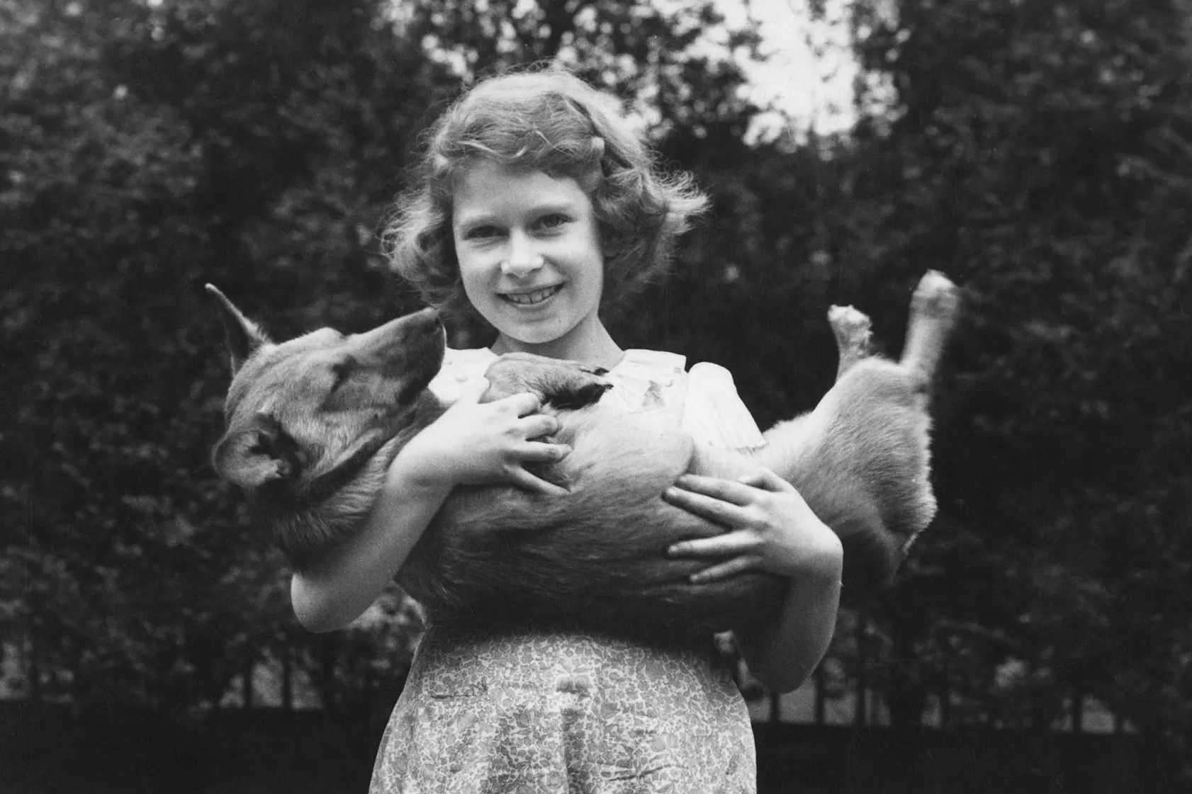 dan corgi cua nu hoang anh 1