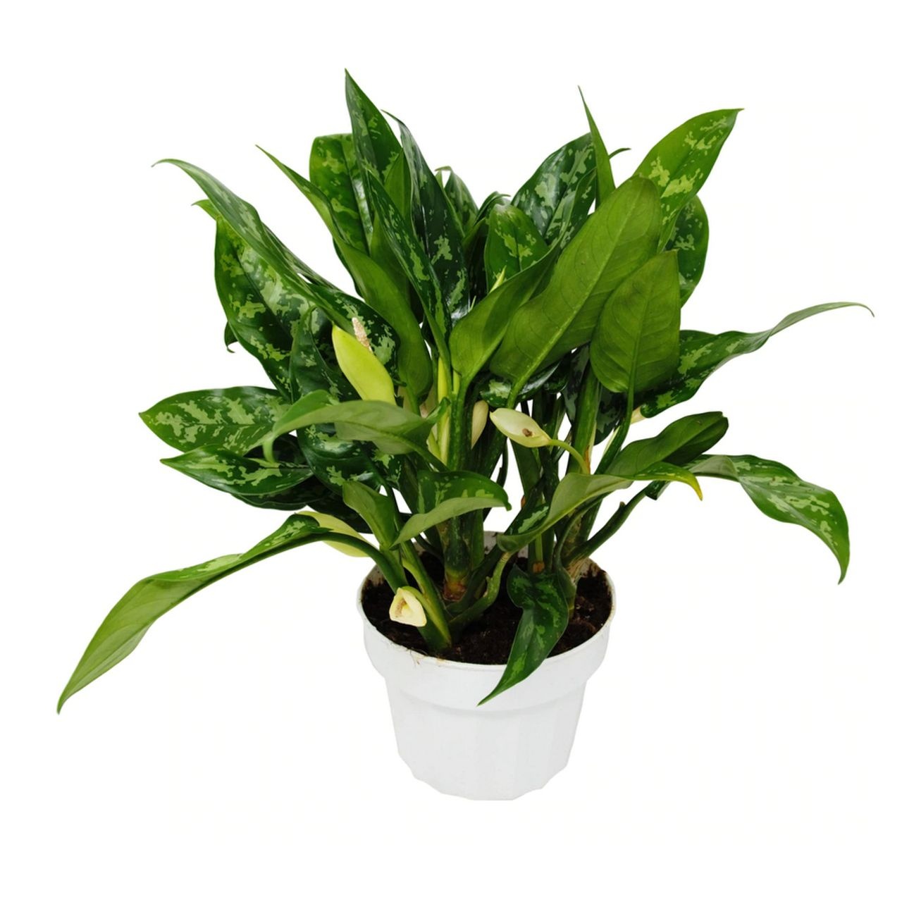 cay canh van phong anh 21