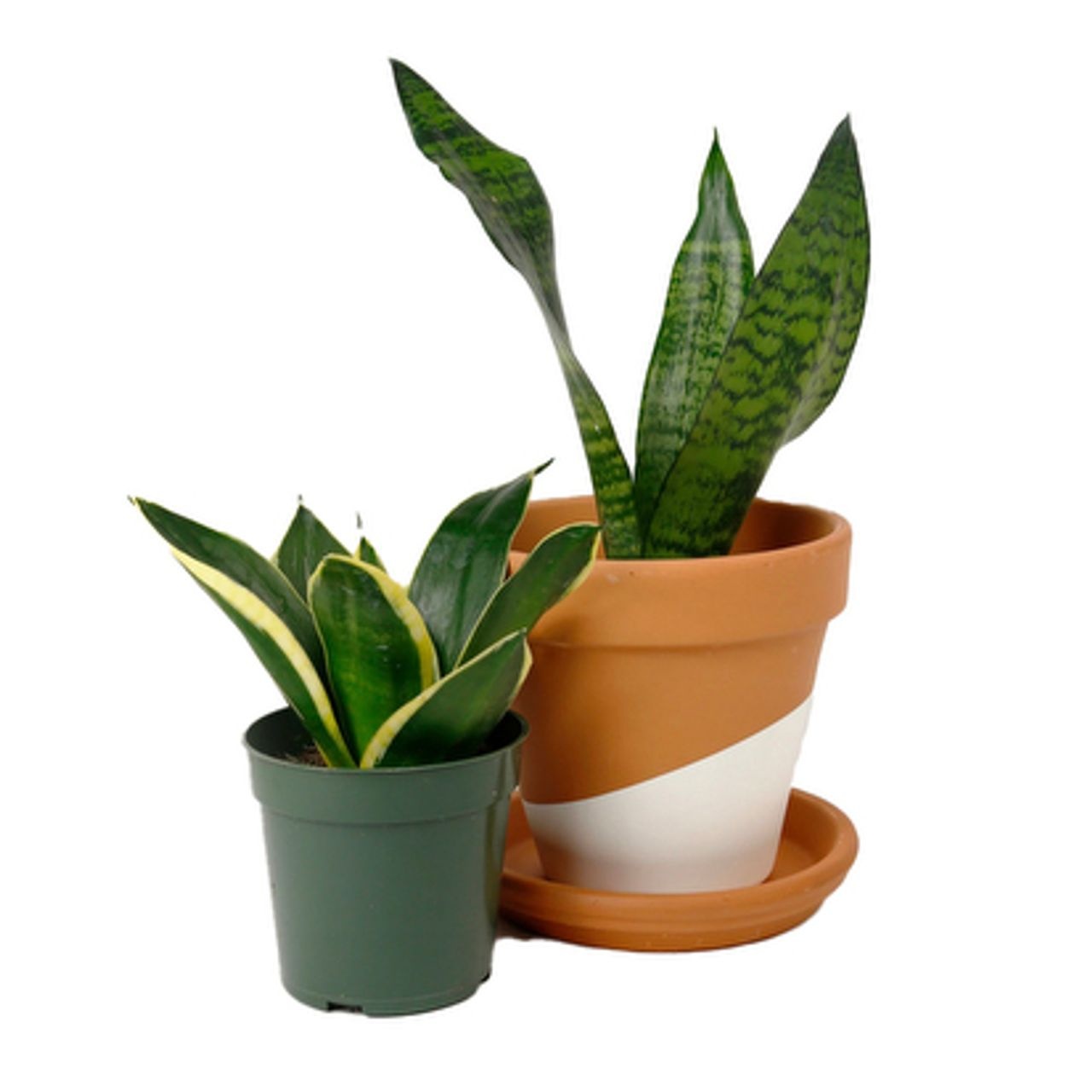 cay canh van phong anh 18