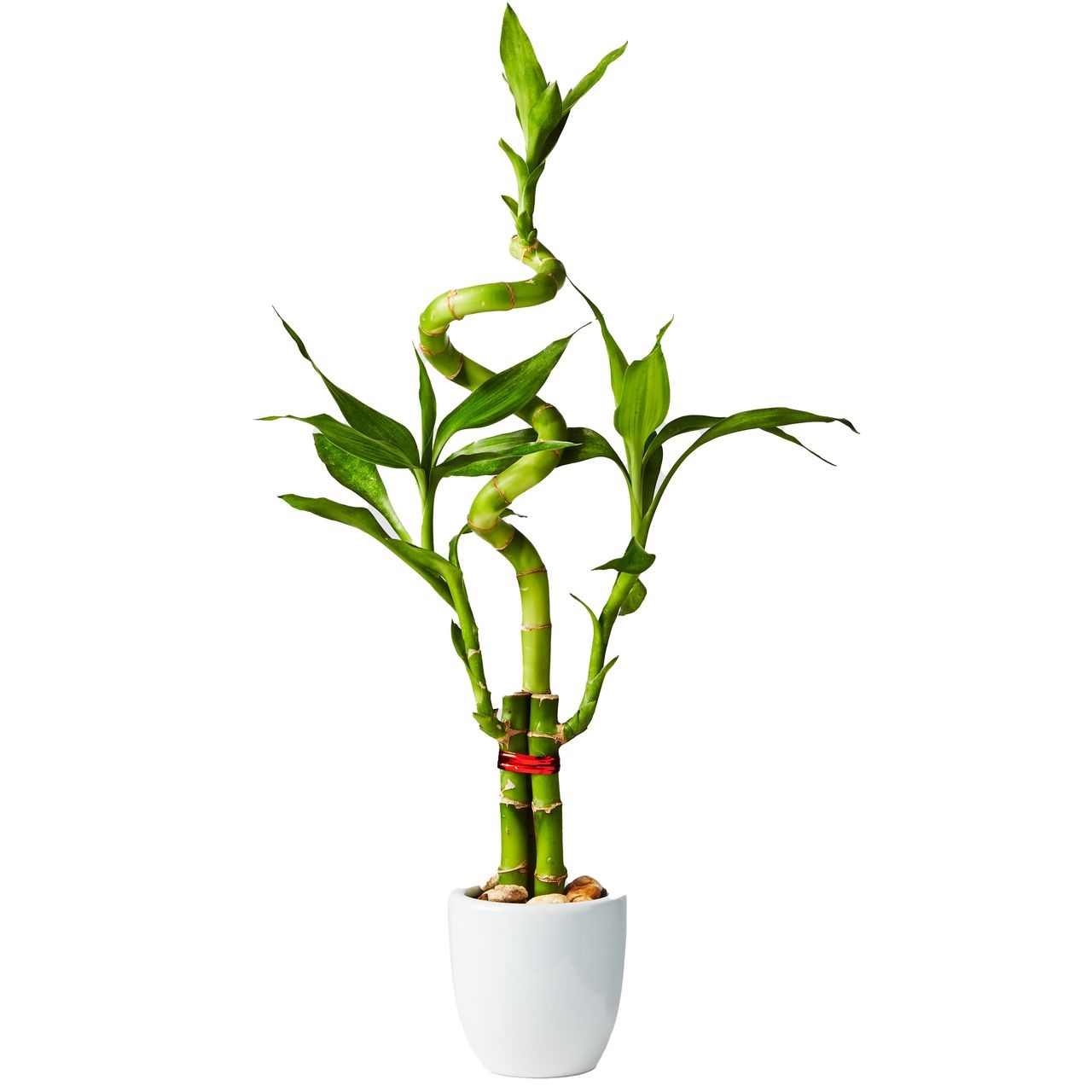 cay canh van phong anh 6