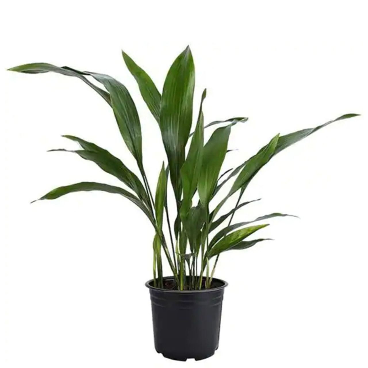 cay canh van phong anh 9