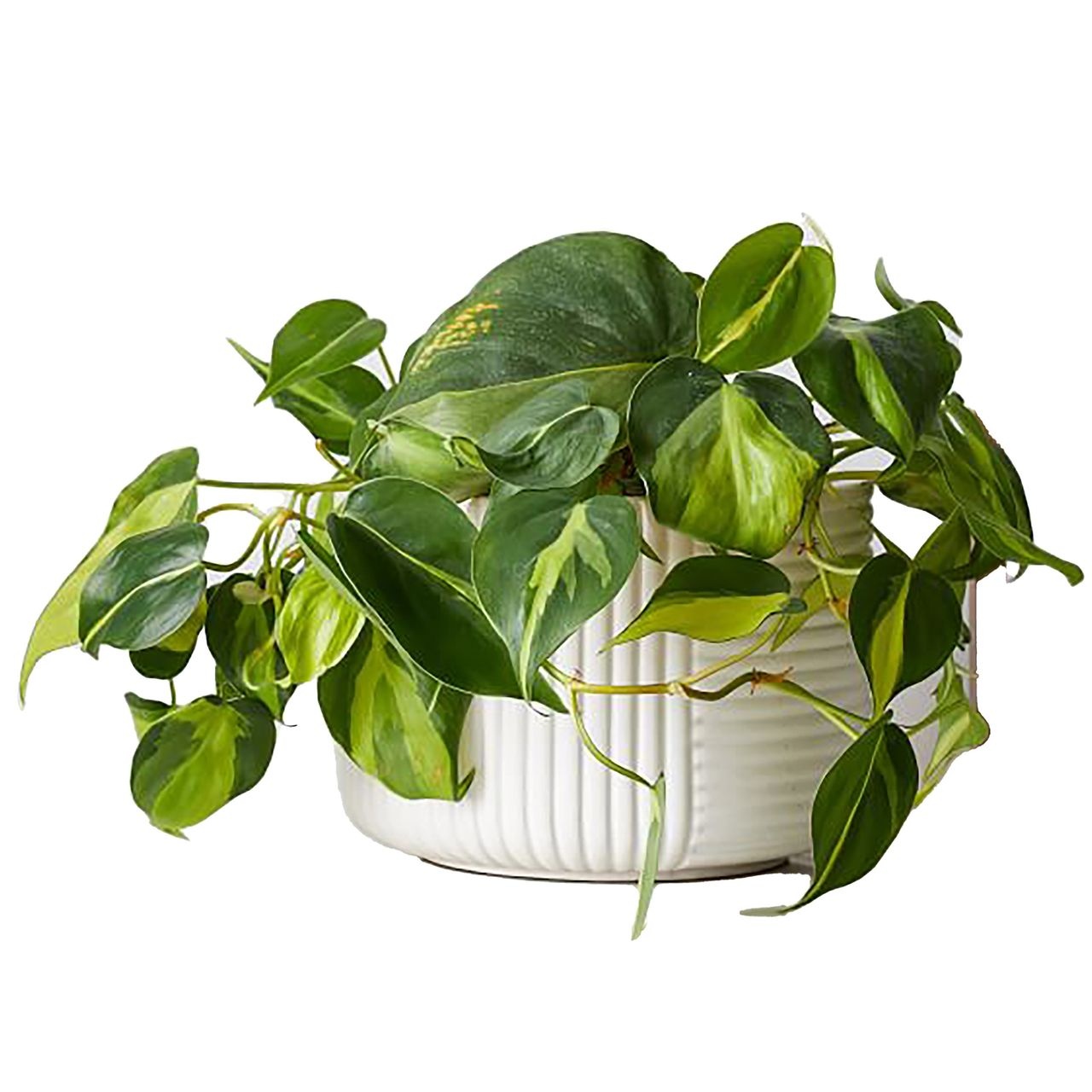 cay canh van phong anh 15