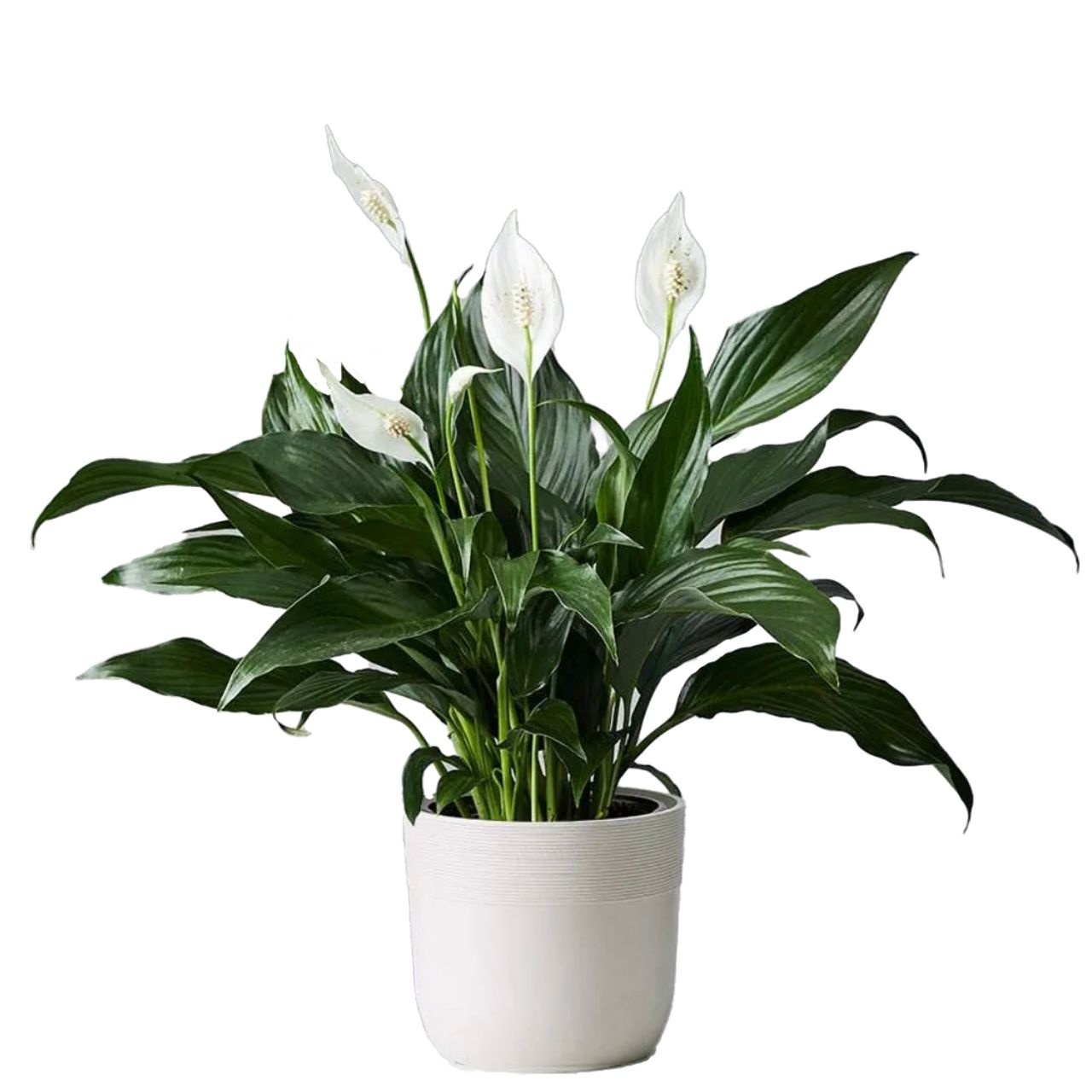 cay canh van phong anh 3