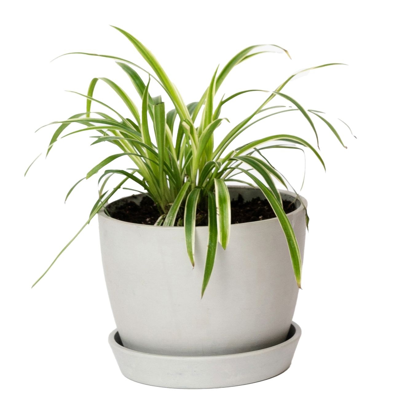 cay canh van phong anh 24