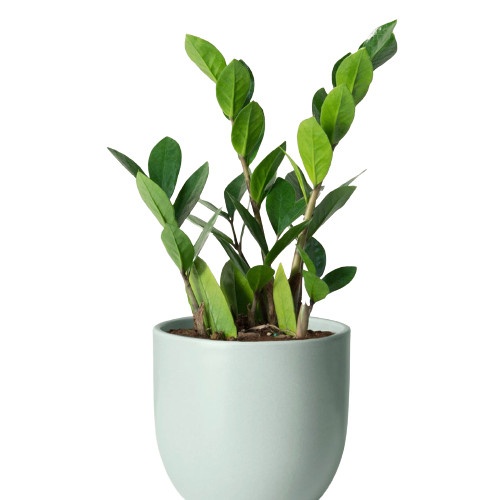 cay canh van phong anh 12