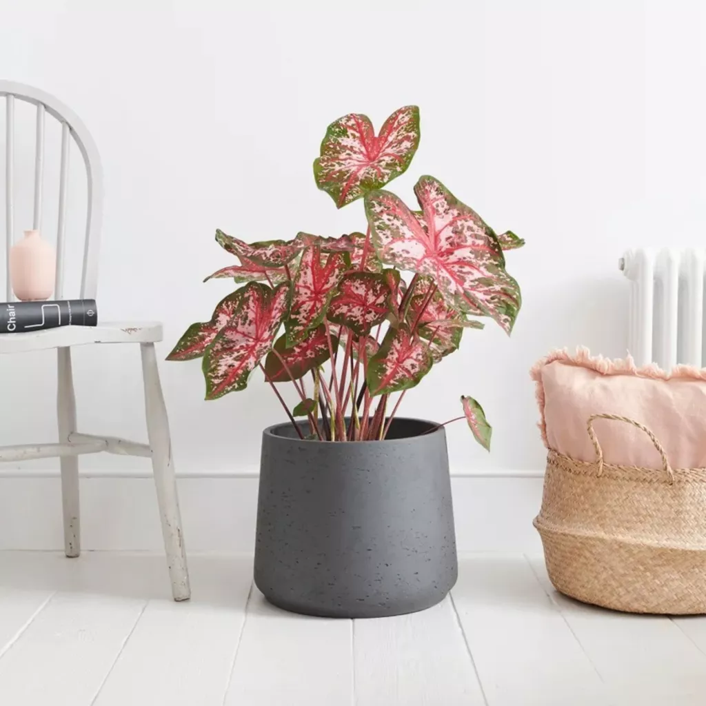 cay trong nha anh 15