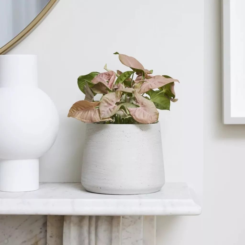 cay trong nha anh 18