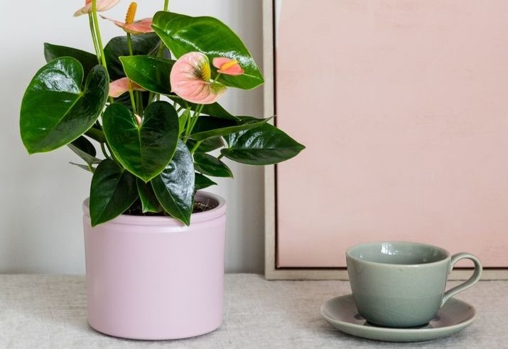 Doi moi khong gian voi cay sac hong hinh anh