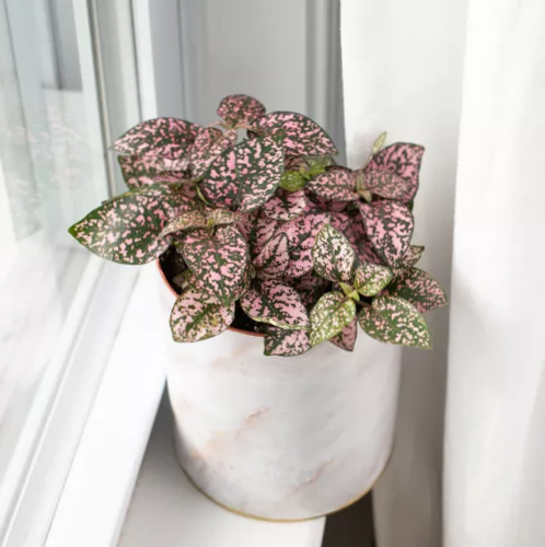 cay trong nha anh 21