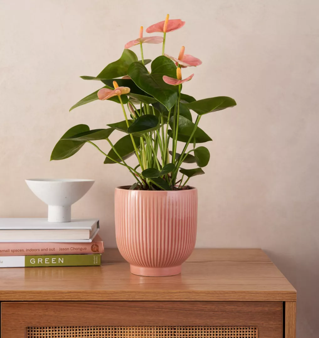 cay trong nha anh 24