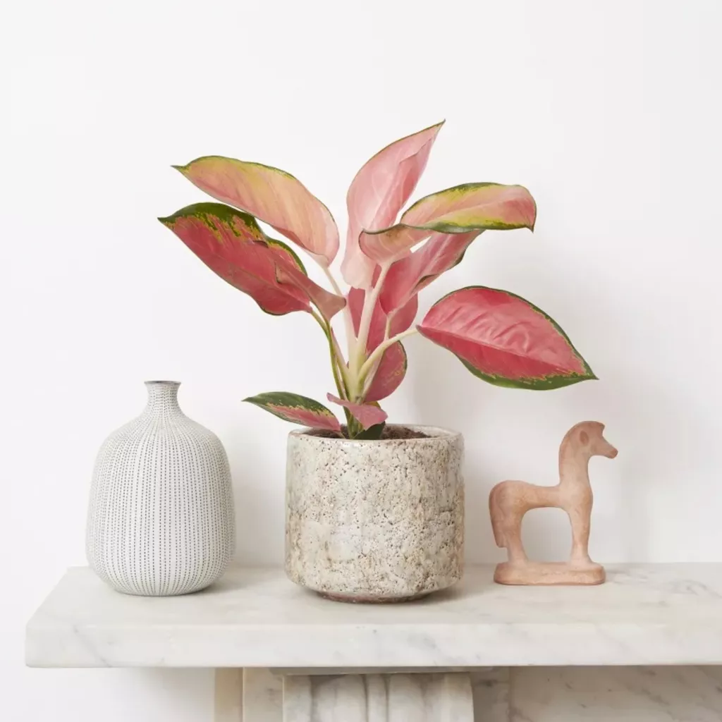 cay trong nha anh 12