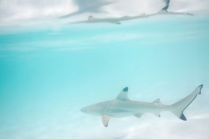 ca map vinh maya anh 2