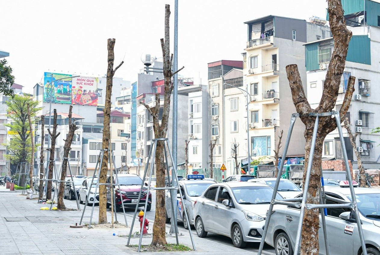 Hang cay tro trui nhu 'que cui' giua pho Ha Noi hinh anh