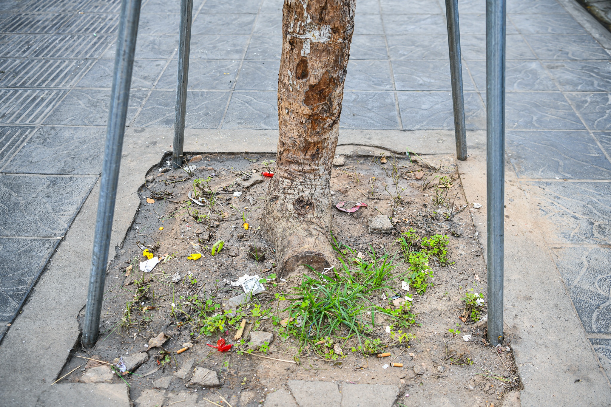 cay tro trui tren pho anh 2