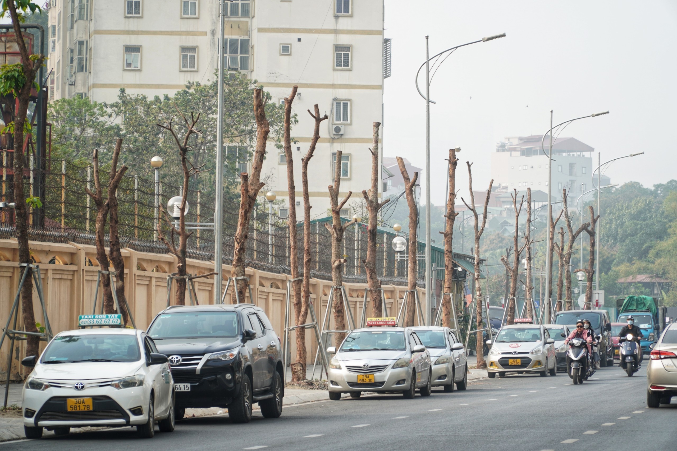 cay tro trui tren pho anh 1