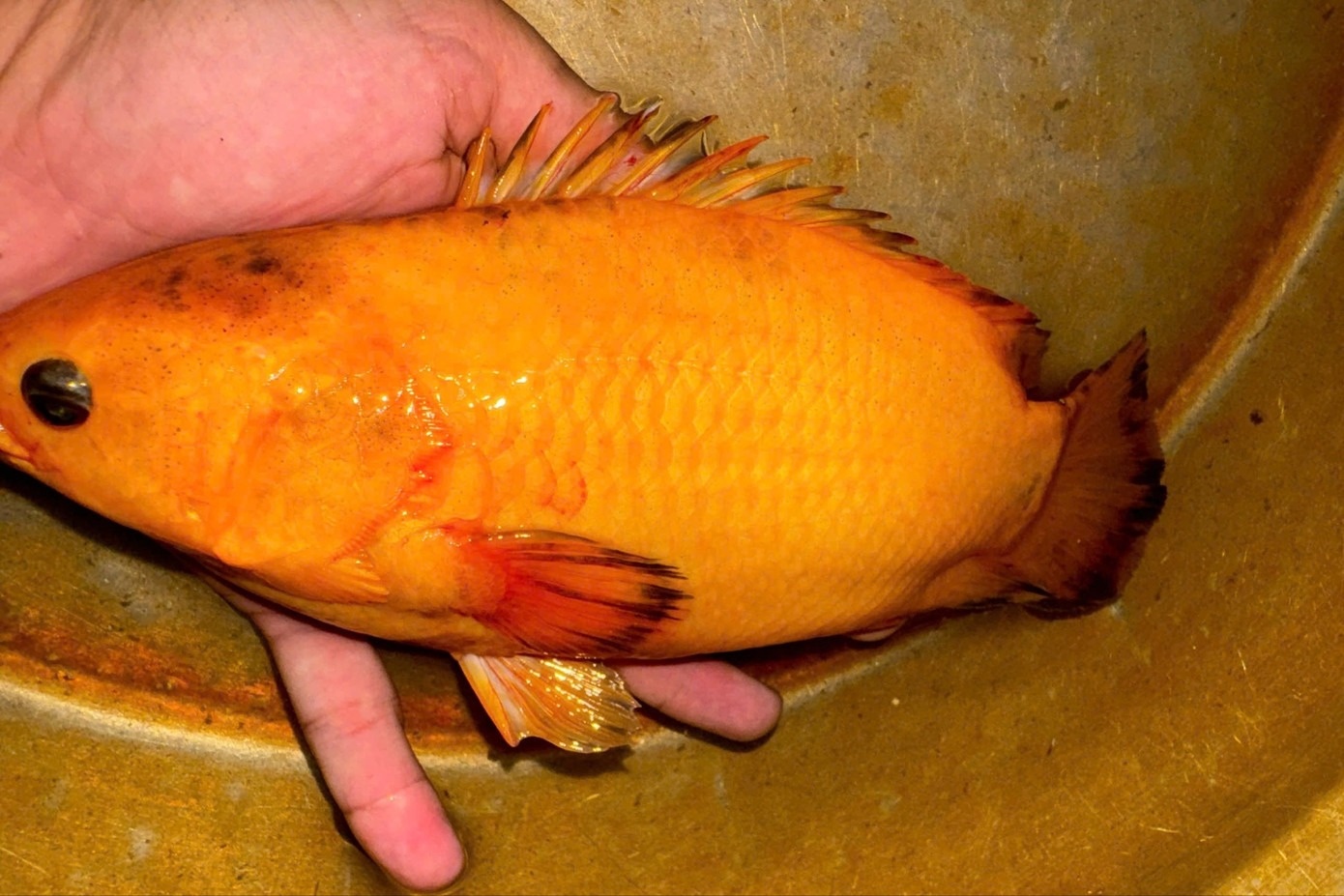 ca ro anh 1