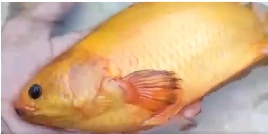 Clip 'ky ngu' ca ro vang quay duoi long lanh hinh anh