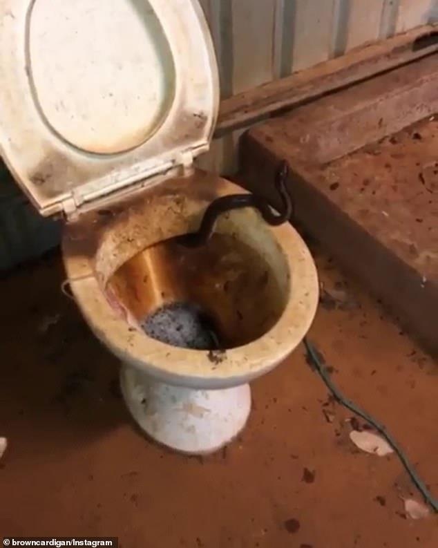 tìm thấy rắn trong toilet, cư dân mạng chê nhà vệ sinh bẩn ảnh 1 tim thay ran trong toilet, cu dan mang che nha ve sinh ban anh 1